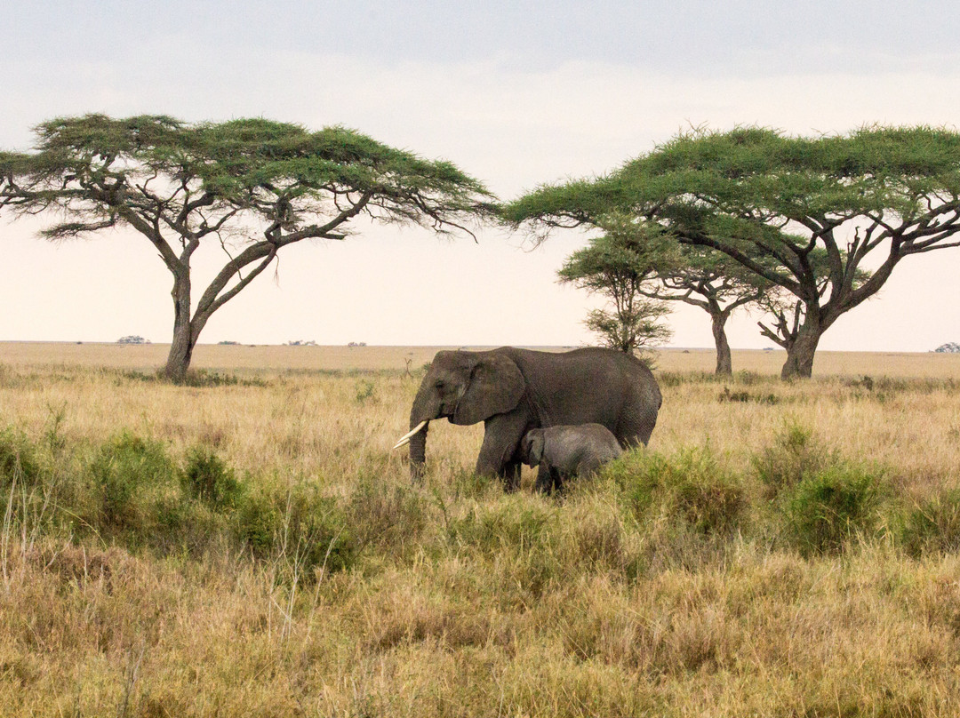 Shimboni Africa-莫西必去景点