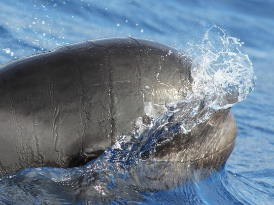 Magic Dolphin-沙尔必去景点