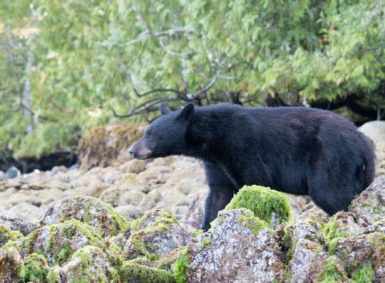 Black Bear Kayaking-托菲诺必去景点