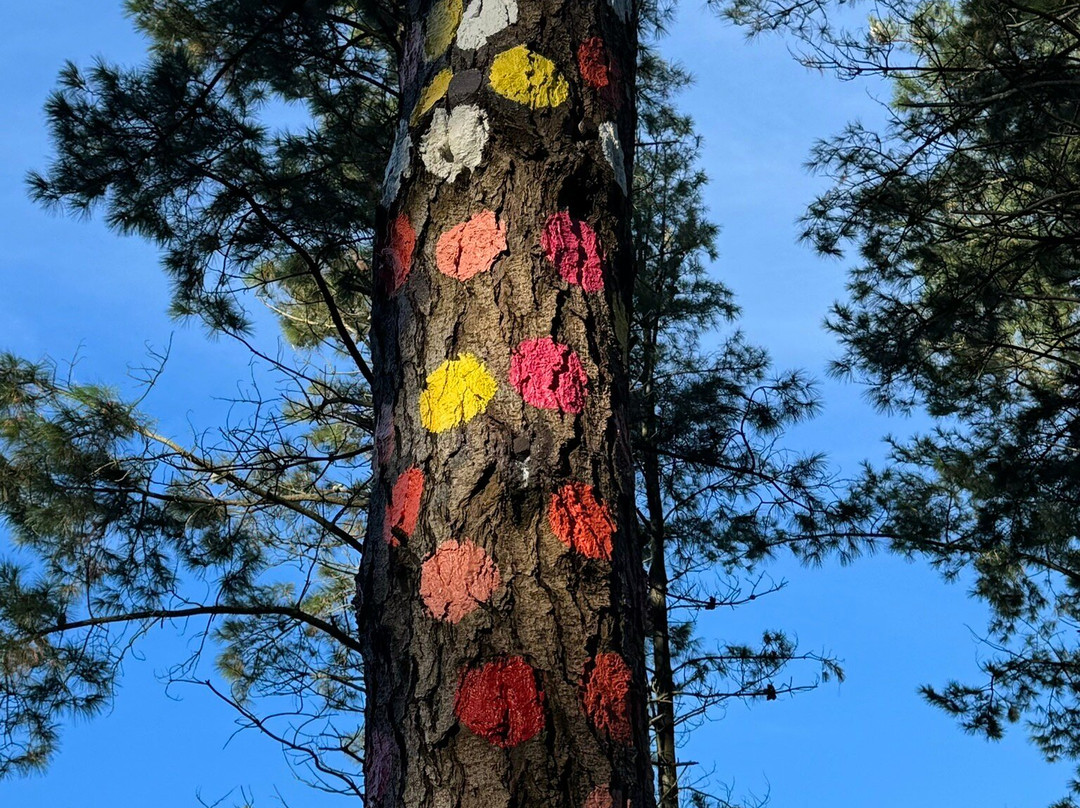Bosque De Oma景点图片