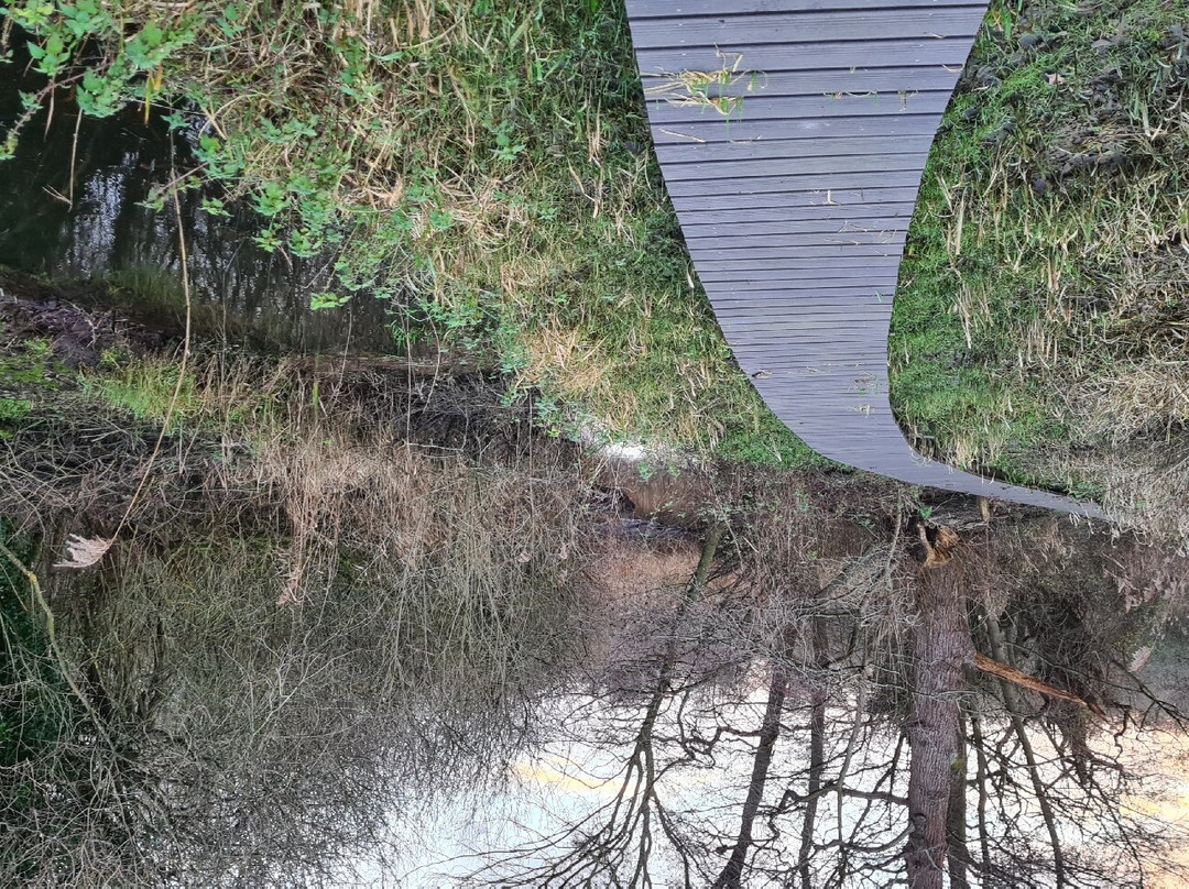 Wheatfen Nature Reserve Surlingham景点图片