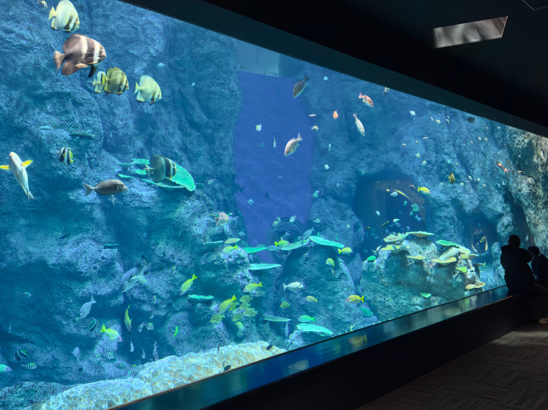 Kochi Prefectural Ashizuri Aquarium Satoumi-土佐清水市必去景点