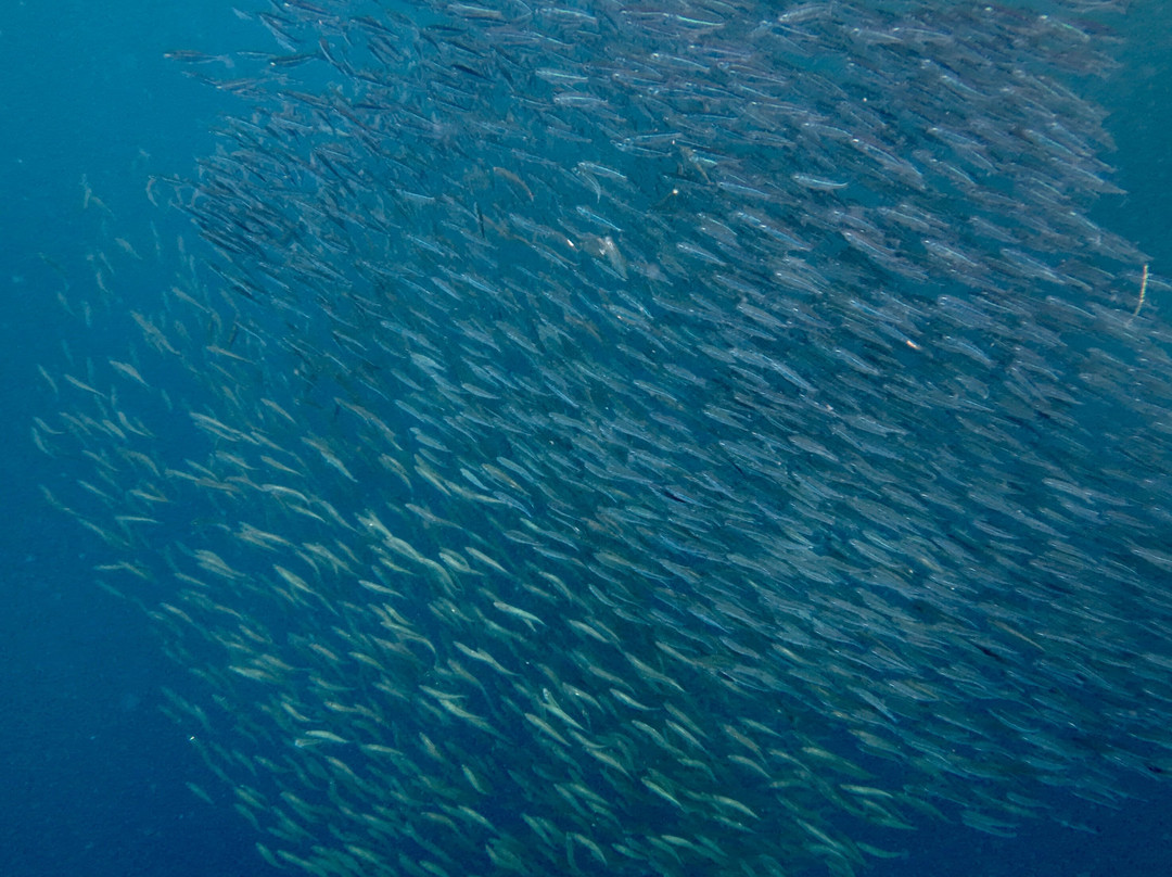 Napaling Reef-Panglao必去景点