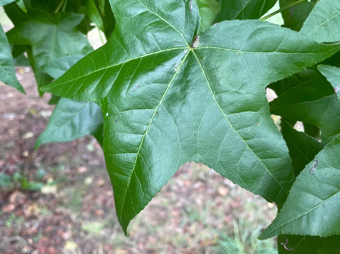 Doctors Creek Reserve-Jamieson必去景点