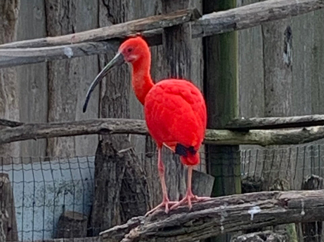 Les Jardins Animaliers Biotropica景点图片