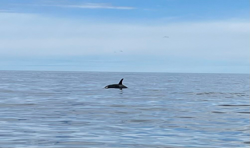 Alaskan Majestic Fishing Charters-Kasilof必去景点