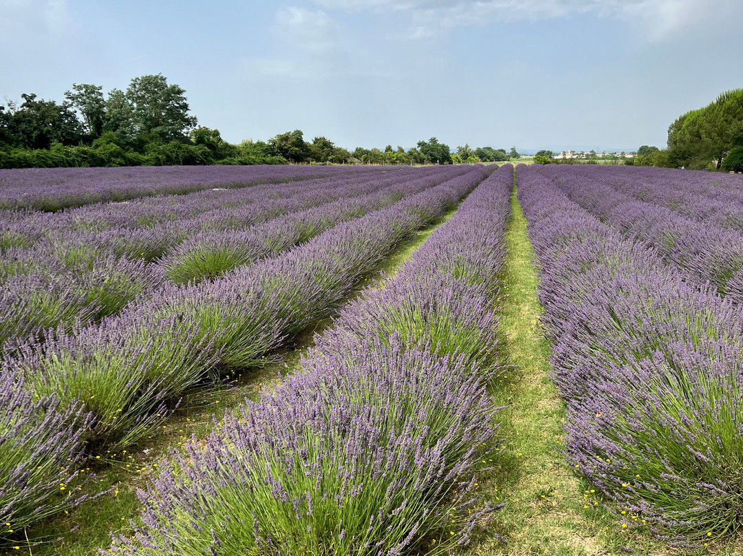 Agriturismo il Molinello景点图片