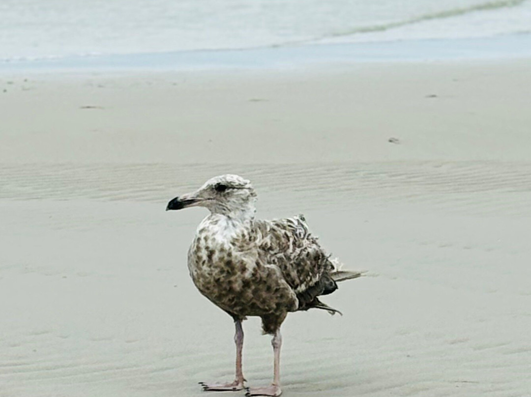 Mayflower Beach-Dennis必去景点