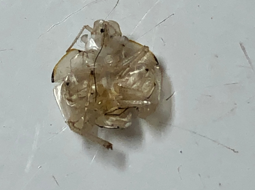 Staybridge Suites Tysons - Mclean By IHG主图