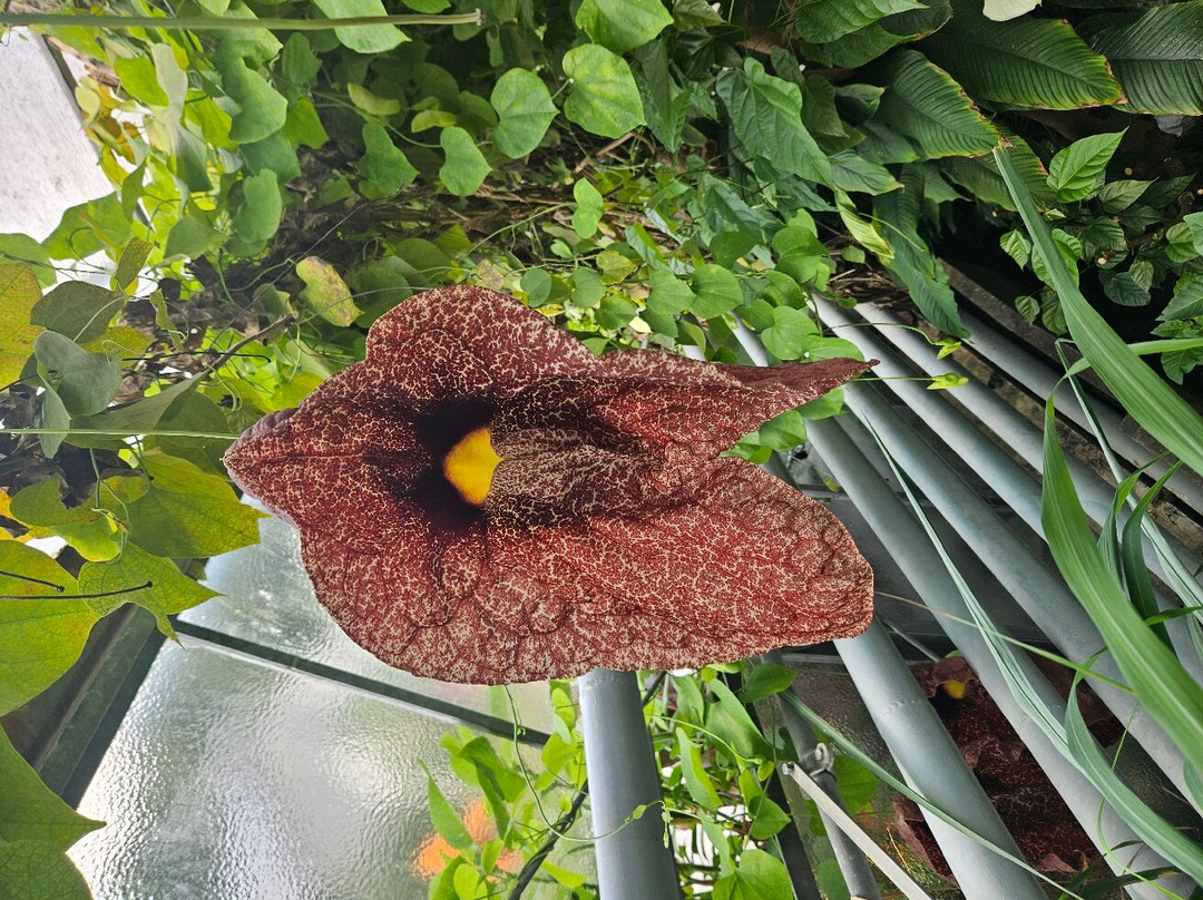 Botanical Garden Münster景点图片