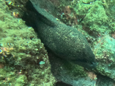 Life & Dive-Playas del Coco必去景点