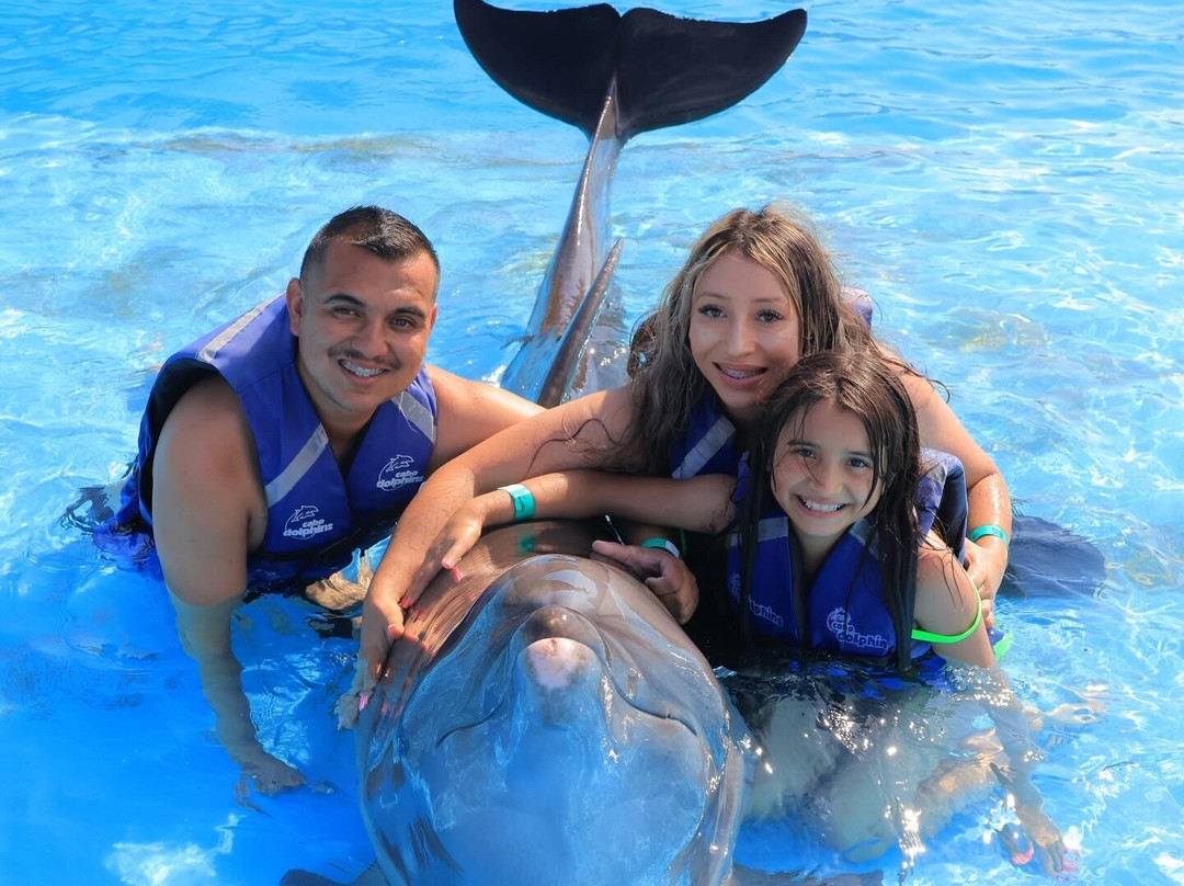 Dolphin Discovery Los Cabos-圣何塞卡波必去景点