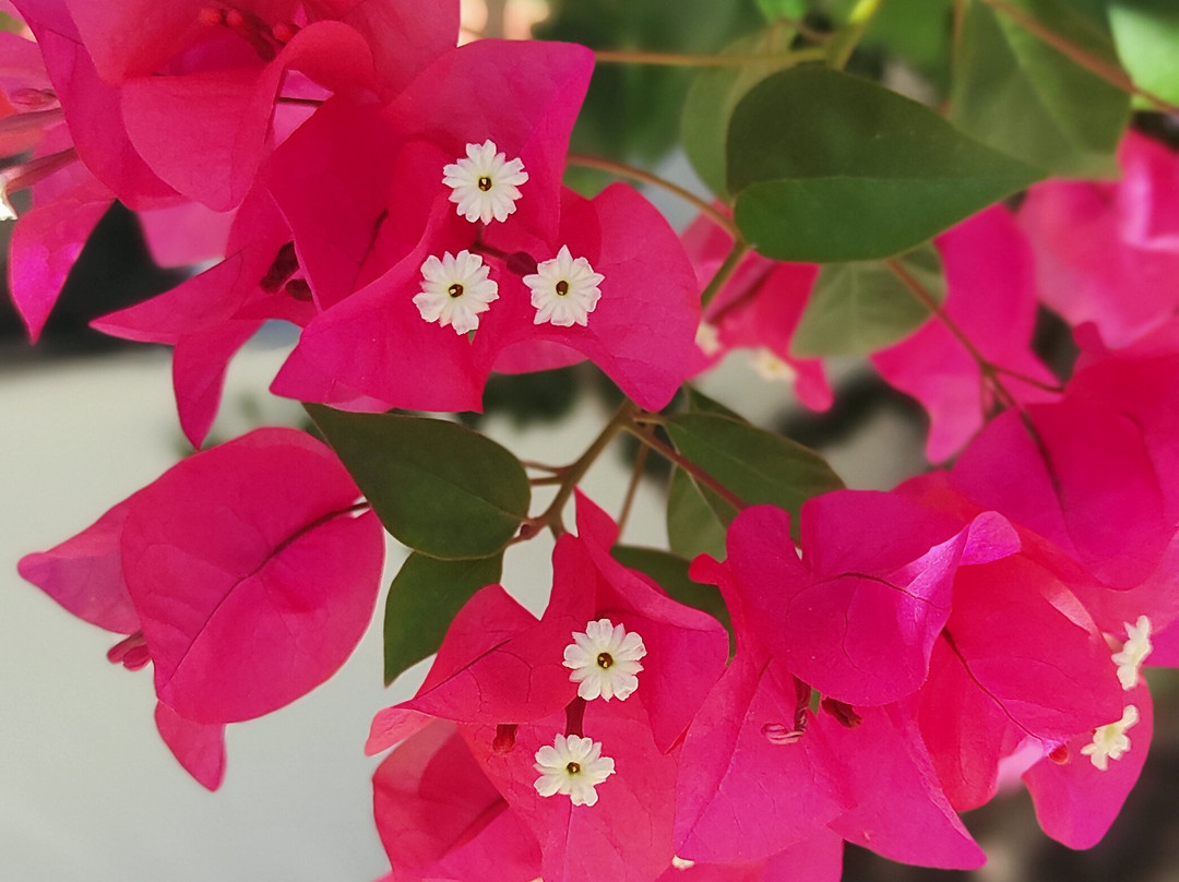 Finca Rayo del Sol主图