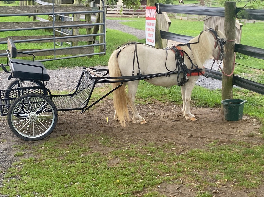 Li'l Country Store and Miniature Horse Farm景点图片