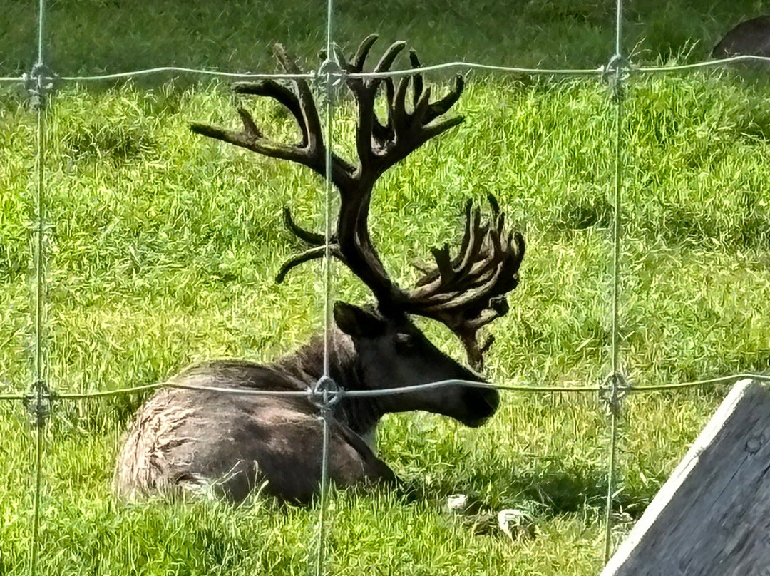 Large Animal Research Station-费尔班克斯必去景点