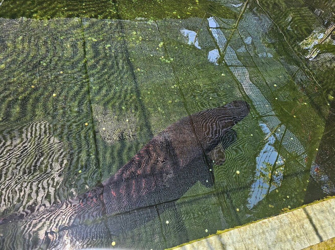 山打根鳄鱼养殖场-山打根必去景点