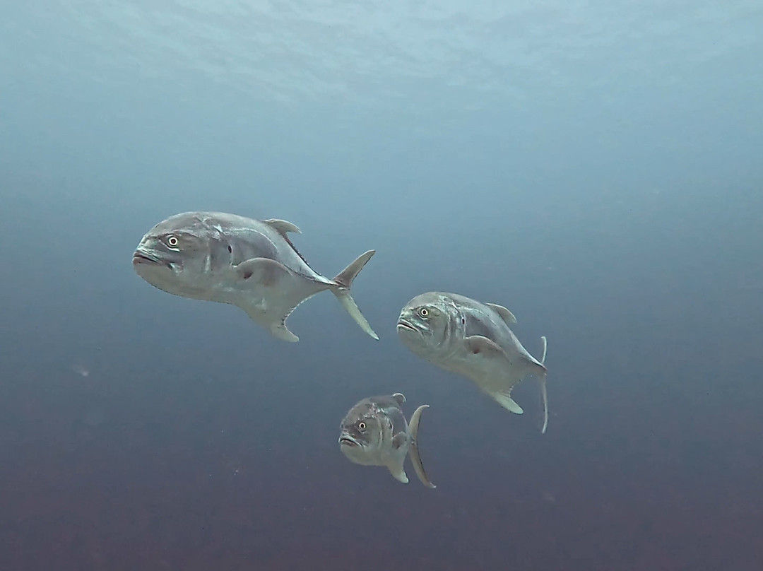Dive Base Coiba - Day Adventures景点图片