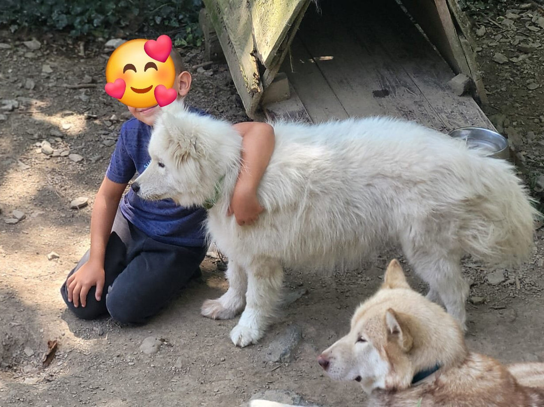 Le Repaire des Huskys景点图片