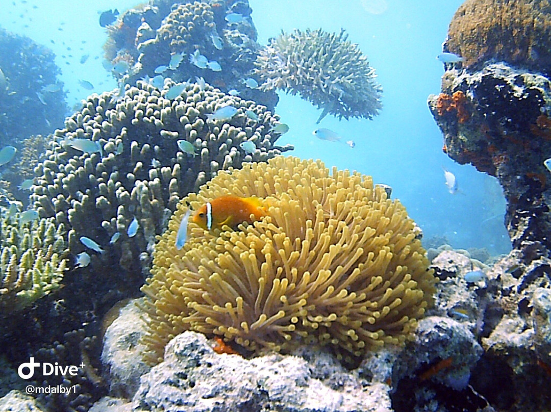 Ocean Dive Centre At Rangali景点图片