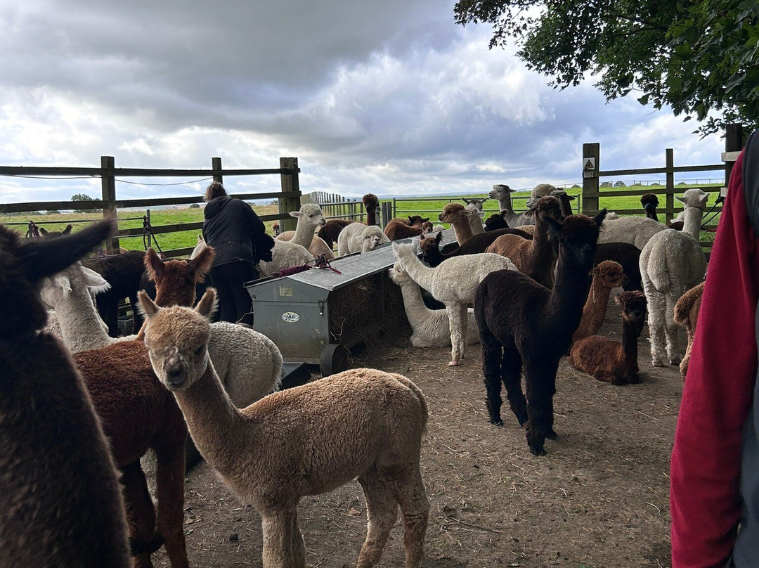 Barnacre Alpacas景点图片
