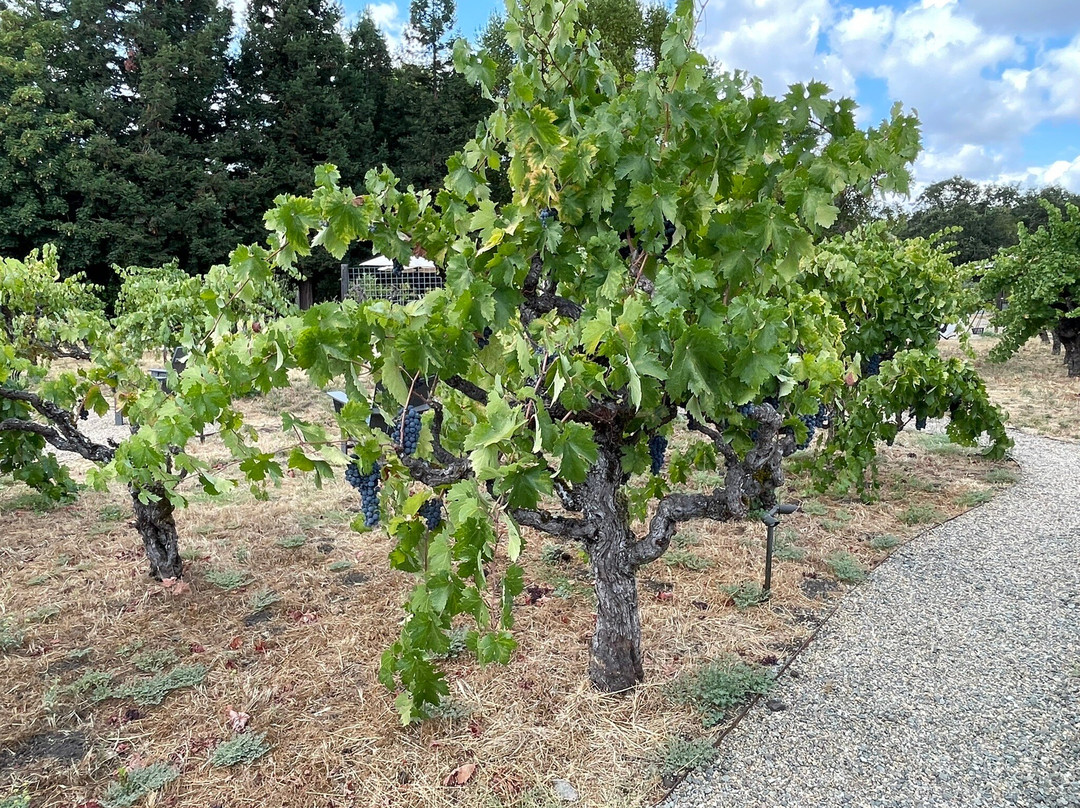 Abbot's Passage Winery and Mercantile景点图片