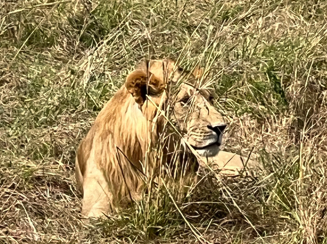 Top Africa Safaris景点图片