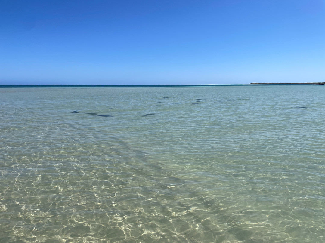 The Coral Bay Shark Nursery-珊瑚湾必去景点