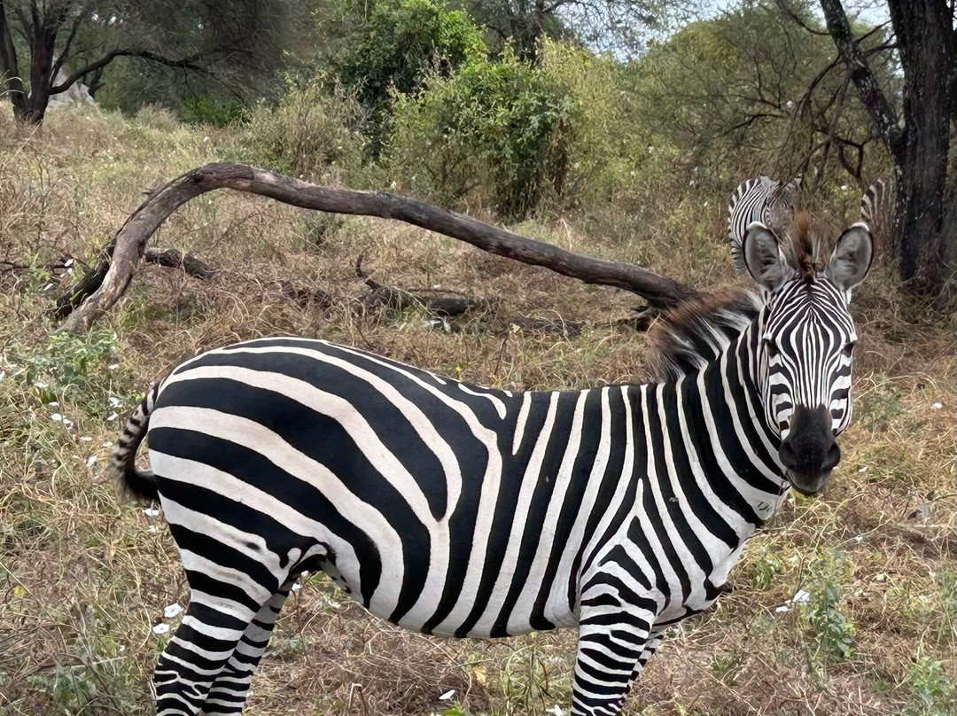 Africa Top Guide Expeditions, Ltd景点图片