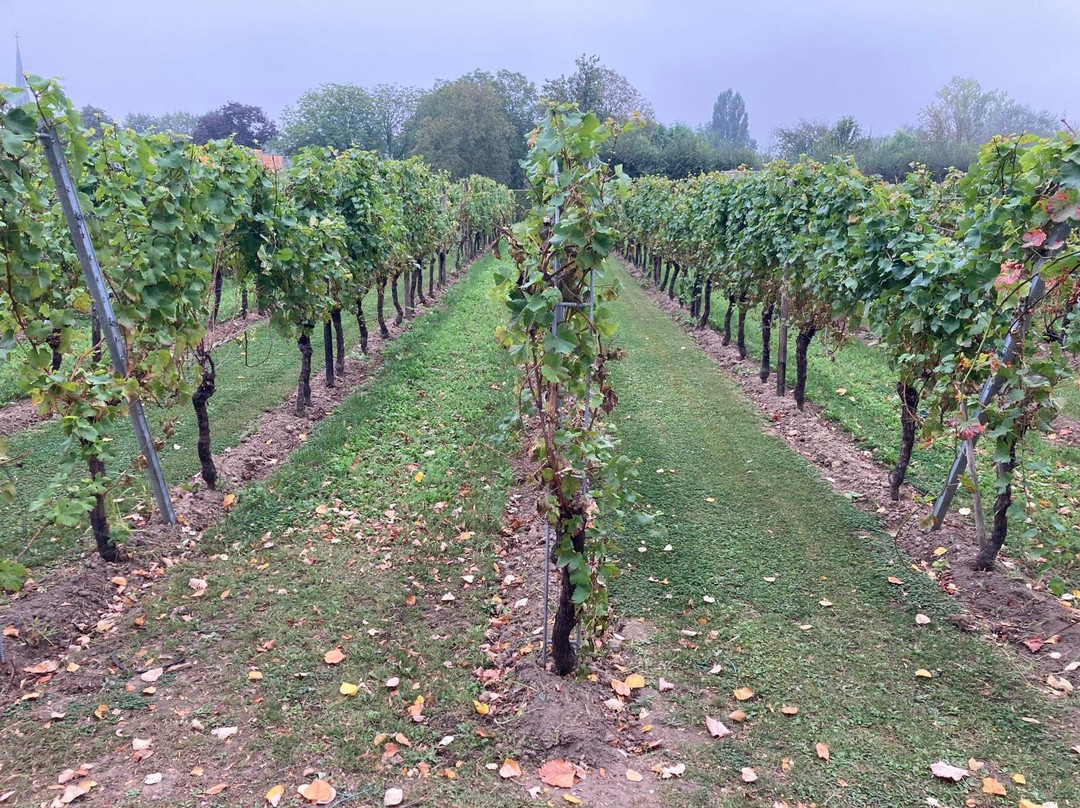 Wijndomein Aldeneyck-马赛克必去景点