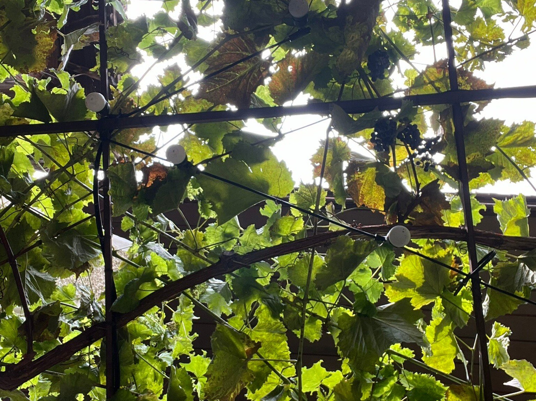 Wine tasting Messembria景点图片