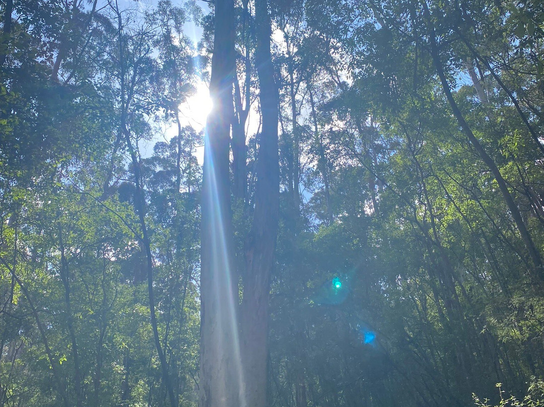 Harewood Forest景点图片
