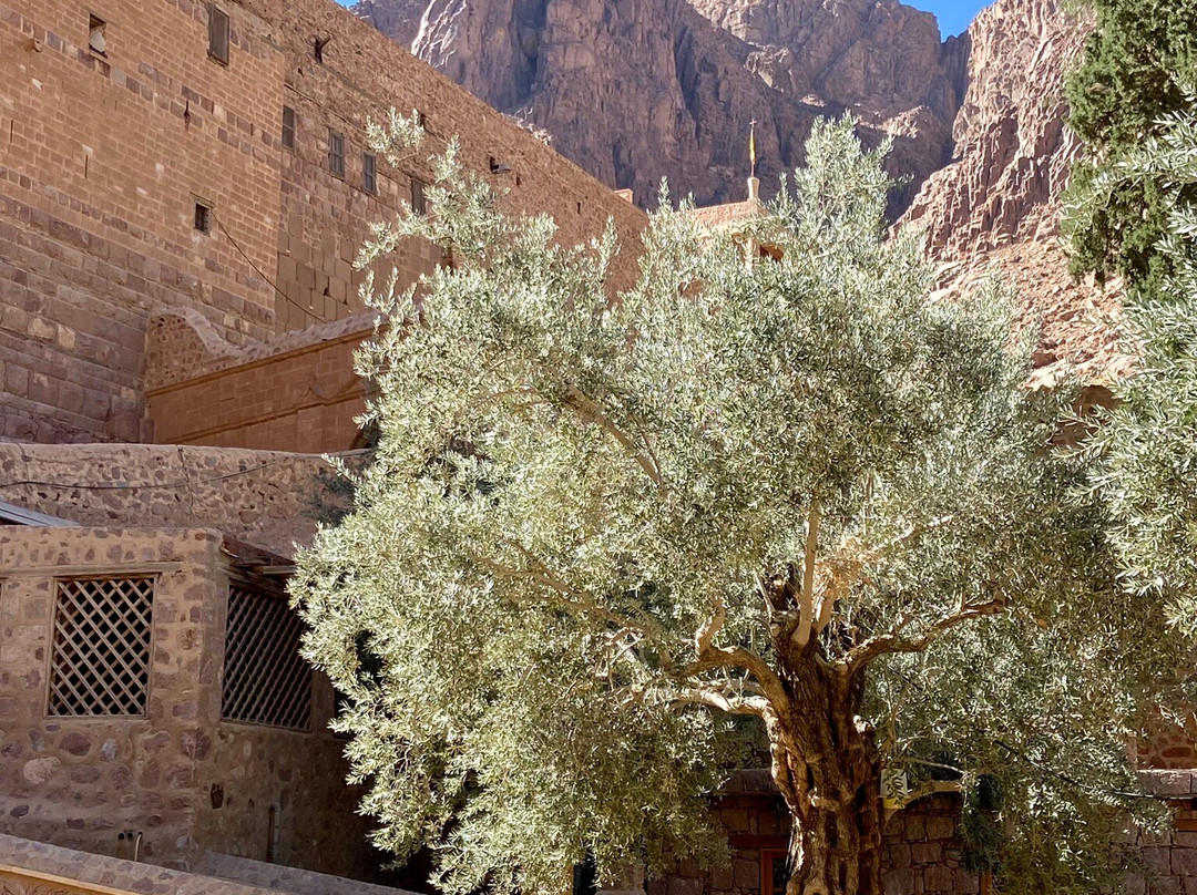 Sinai Trail-圣卡特琳娜地区必去景点