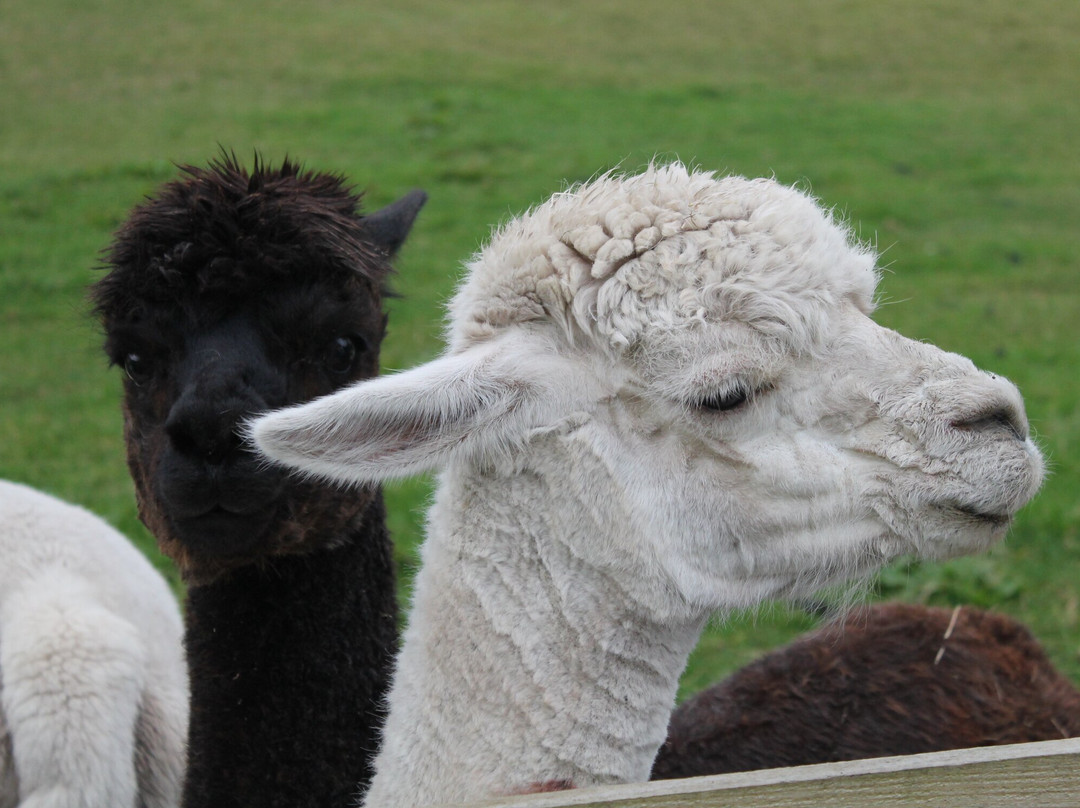 Beirhope Alpacas景点图片