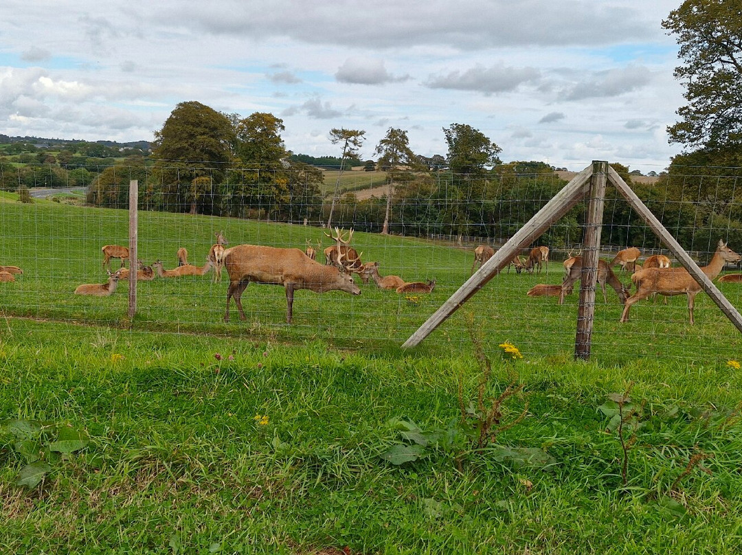 Mountpanther Farm Park景点图片