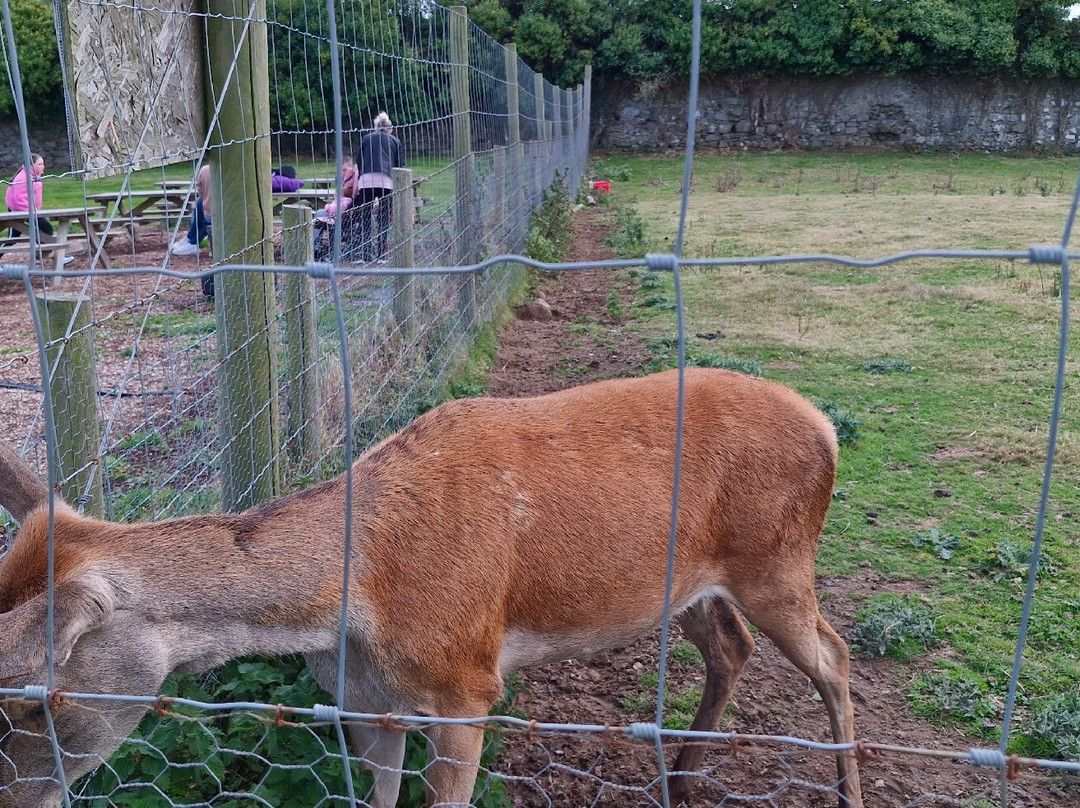 Mountpanther Farm Park景点图片