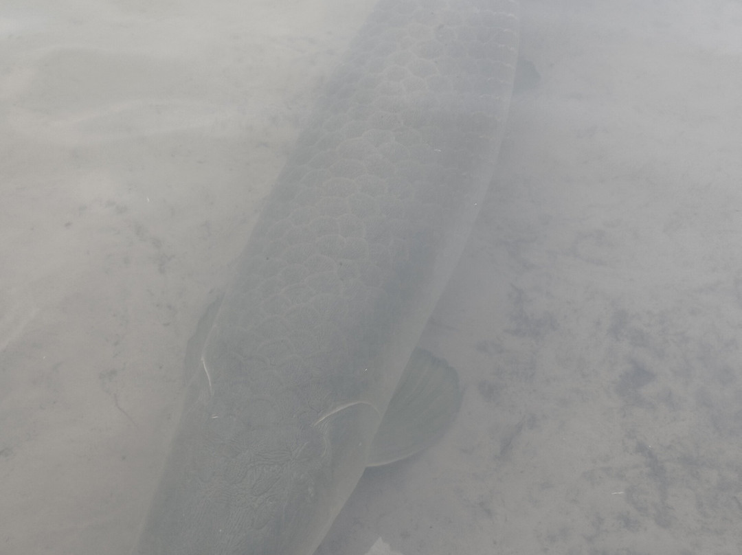 Lago Do Robertinho-Boa Vista必去景点