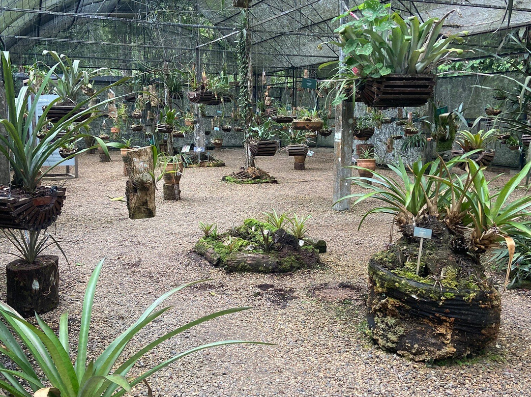 Manaus Botanical Garden - MUSA-玛瑙斯必去景点