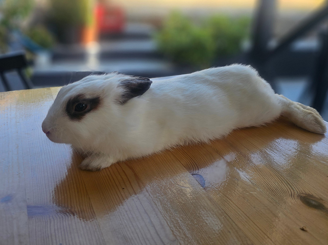 Cretaland Safari-雷斯蒙必去景点