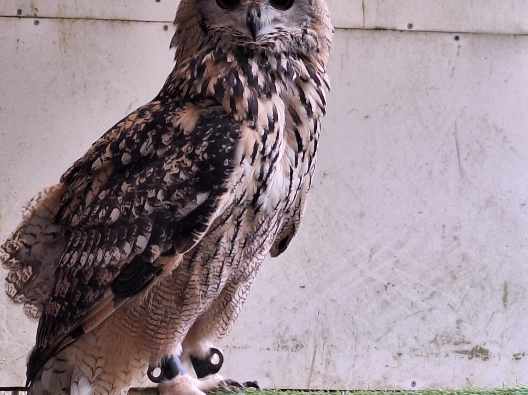 Festival Park Owl Sanctuary景点图片