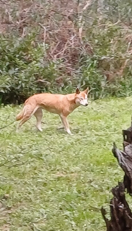 菲利普岛野生动物园-考斯必去景点