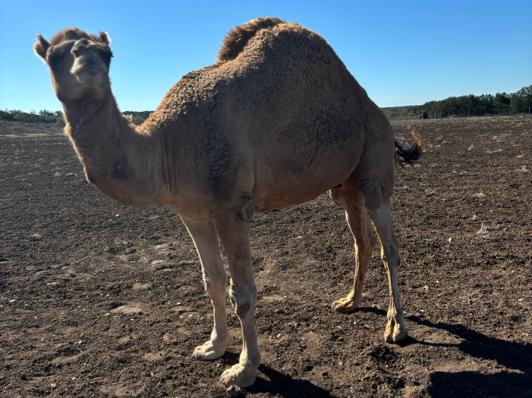 Y.O. Ranch Headquarters-Mountain Home必去景点