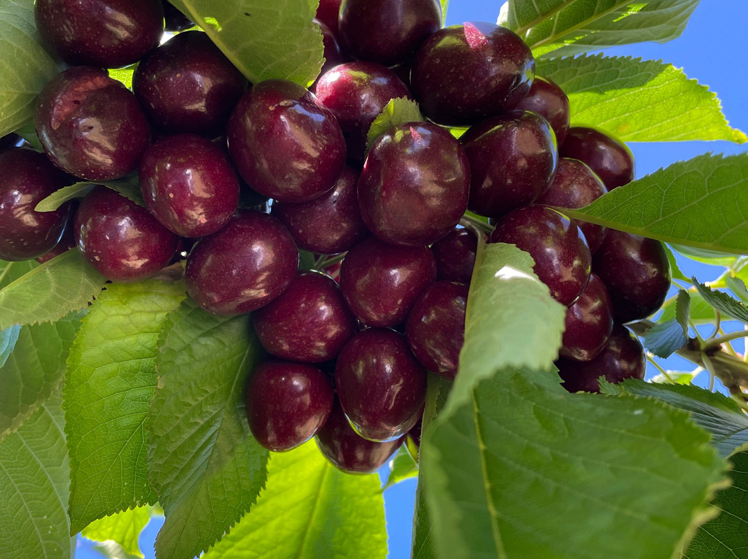Cherryhill Orchards-Wandin East必去景点