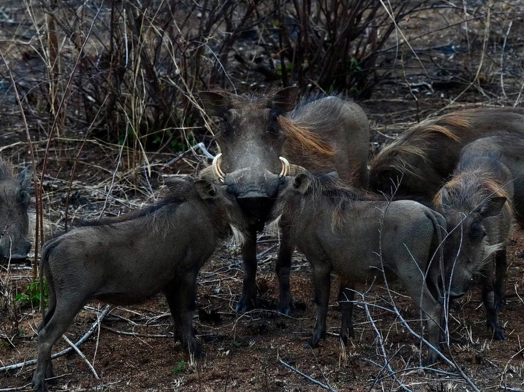 B1 Photo Safaris-雾观必去景点