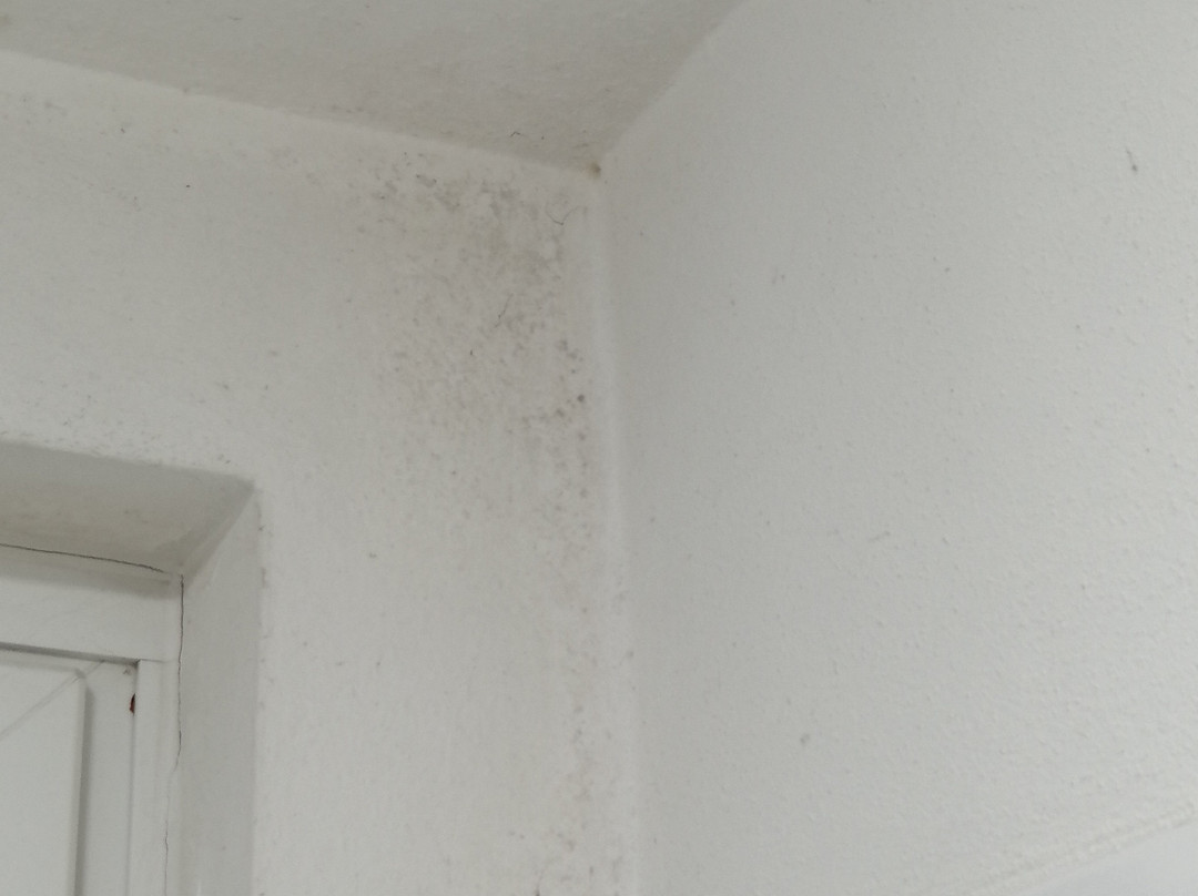 Lipmann am boll主图