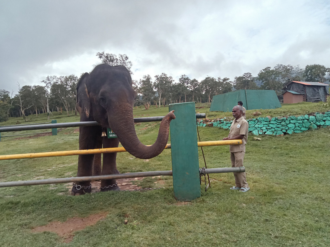Theppakadu Elephant Camp景点图片