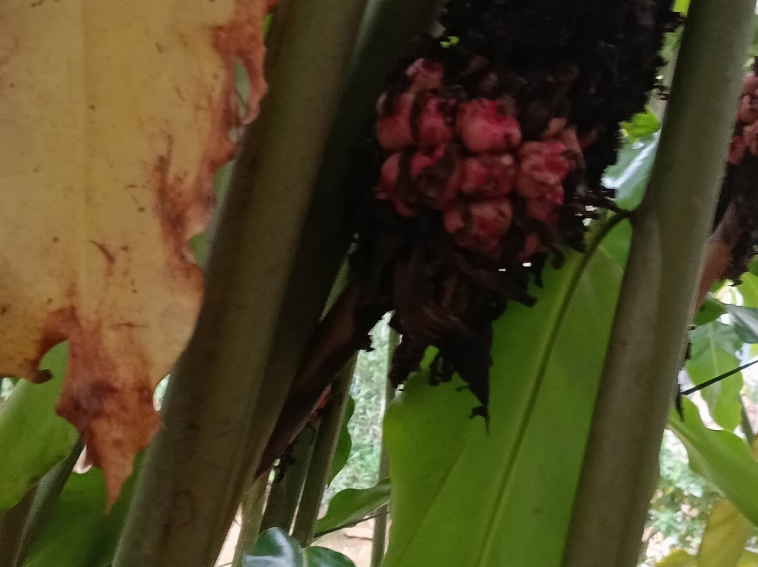 Kerala Farm景点图片