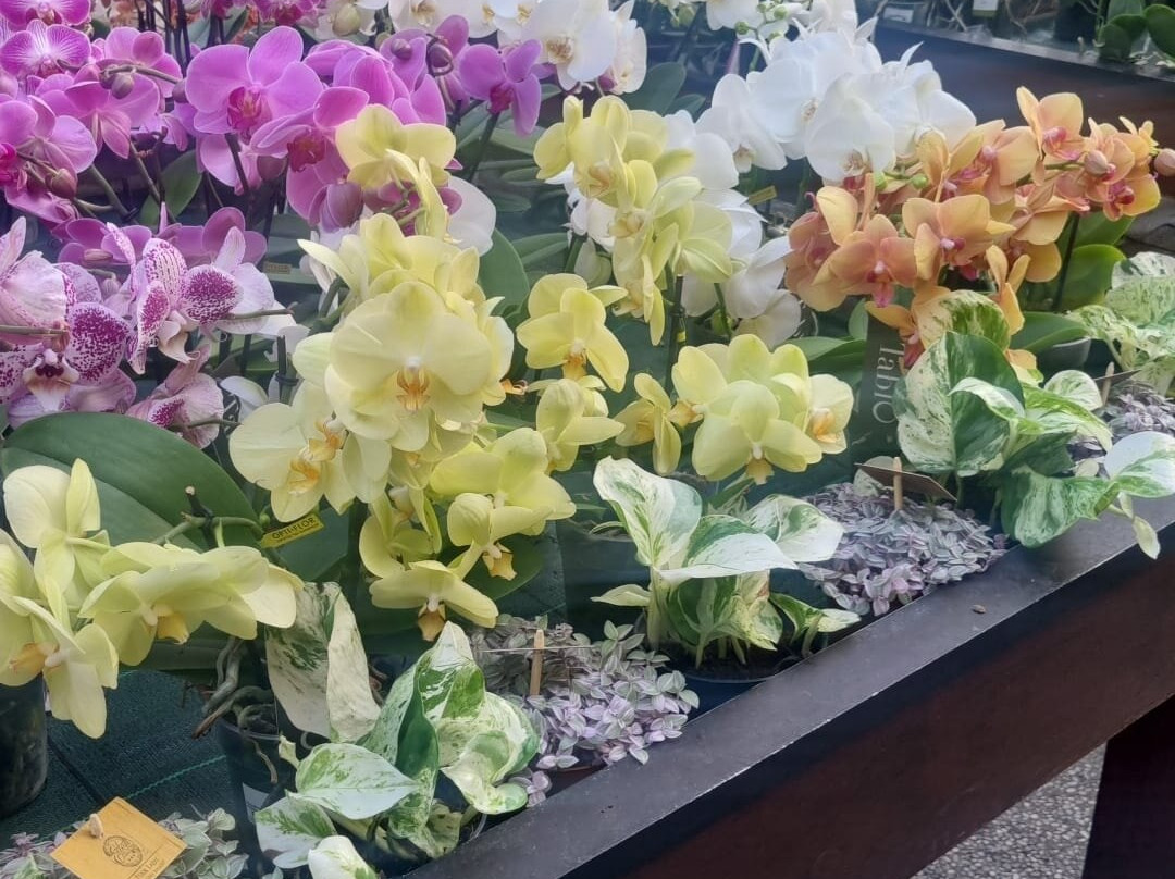 Flover景点图片
