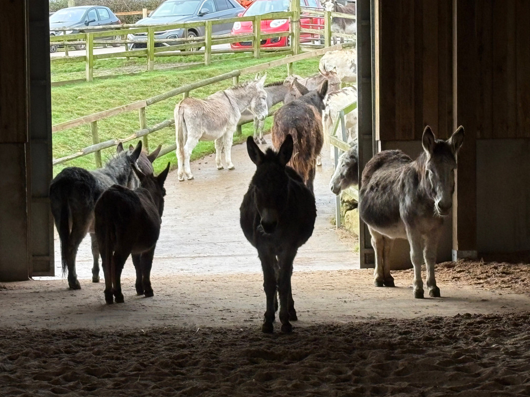 The Flicka Foundation - Donkey Sanctuary景点图片