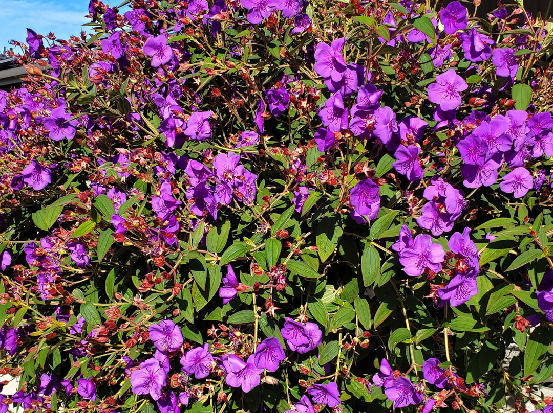 Wildflower Boutique Motel主图