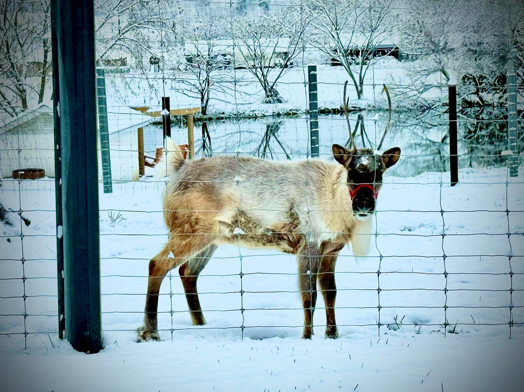 Santa's Reindeer Ranch